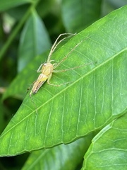 Oxyopes