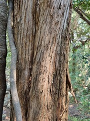 Podocarpus latifolius