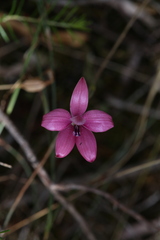 Elythranthera emarginata