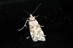 Scoparia tetracycla