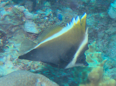 Heniochus varius