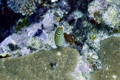 Chaetodon punctatofasciatus
