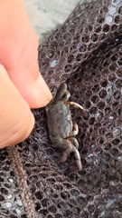 Macrophthalmus banzai