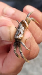 Macrophthalmus banzai