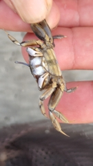 Macrophthalmus banzai