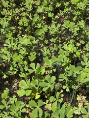 Marsilea ephippiocarpa