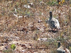Pterocles quadricinctus