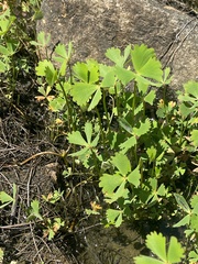 Marsilea ephippiocarpa