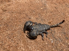 Opisthacanthus