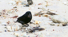 Geospiza acutirostris