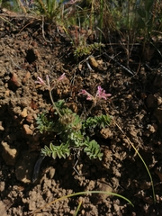 Pelargonium pinnatum