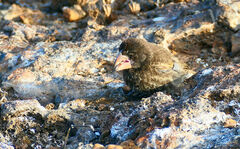 Geospiza acutirostris