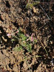 Pelargonium pinnatum