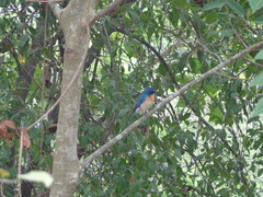 Cyornis tickelliae