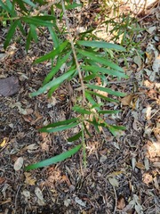 Podocarpus latifolius
