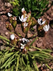 Corymbium villosum