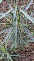 Gomphocarpus fruticosus