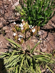 Corymbium villosum