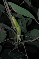 Lamprolepis smaragdina