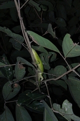 Lamprolepis smaragdina