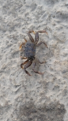 Macrophthalmus banzai