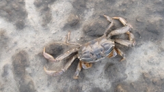 Macrophthalmus banzai