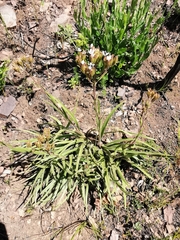 Corymbium villosum