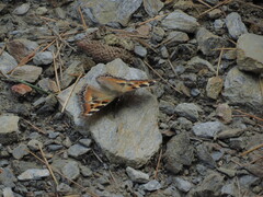 Aglais caschmirensis aesis