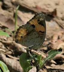 Junonia hierta