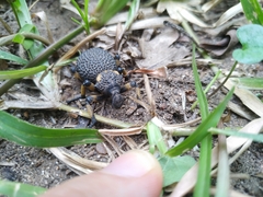 Brachycerus