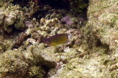 Pomacentrus bankanensis