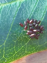 Ceroplastes sinensis