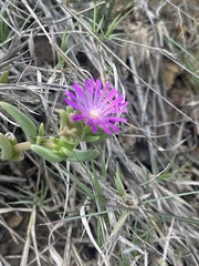 Delosperma mahonii