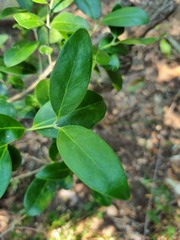 Olea capensis enervis