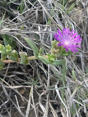 Delosperma mahonii