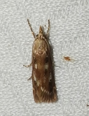 Occidentalia comptulatalis