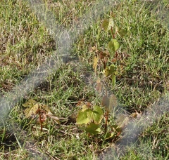 Vitis vinifera