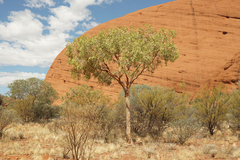 Corymbia