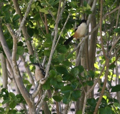Laniarius ferrugineus ferrugineus