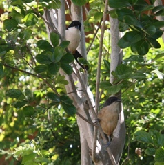 Laniarius ferrugineus ferrugineus
