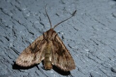 Ichneutica averilla