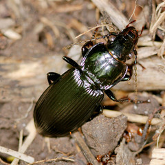 Poecilus lepidus