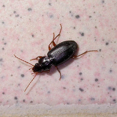 Pterostichus vernalis