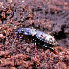 Pterostichus oblongopunctatus