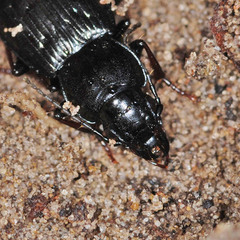 Pterostichus oblongopunctatus