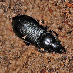 Pterostichus oblongopunctatus