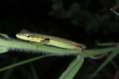 Takydromus sexlineatus