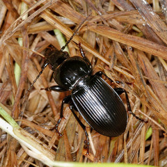 Pterostichus melanarius