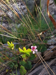 Pelargonium patulum patulum