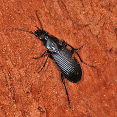 Pterostichus niger